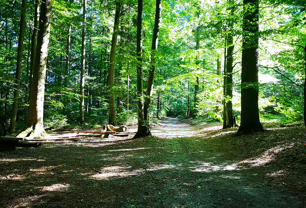 Ameisenstraße Bodenmais