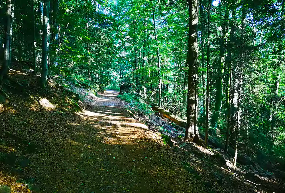 Waldweg zu den Rieslochwasserfällen bei Bodenmais