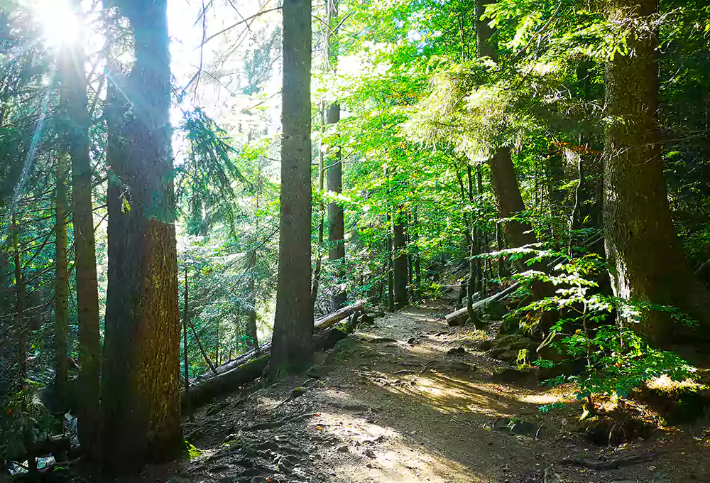 Wanderweg zu den Rissloch-Wasserfällen bei Bodenmais
